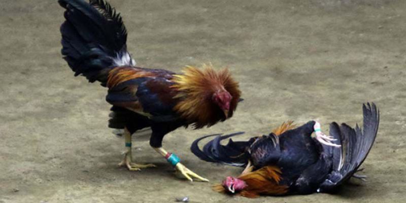 Những quy định cơ bản trong trường đấu gà Campuchia